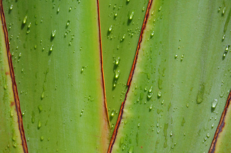 Water Drop on traveler's treeの写真素材