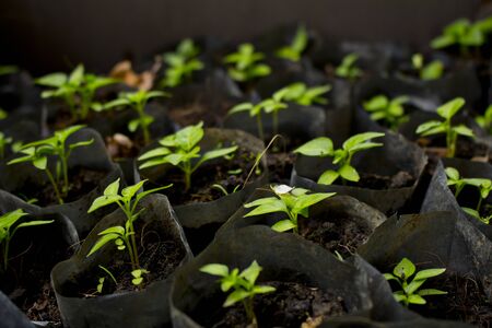 Closeup of small organic pepper saplingsの写真素材