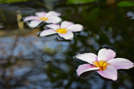 PInk Plumeria flowers floating on waterの写真素材
