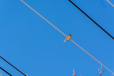 Lonely bird warming an electric power line.