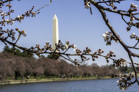 Washington in early march - nice weather, blooming magnolia, city views.のeditorial素材