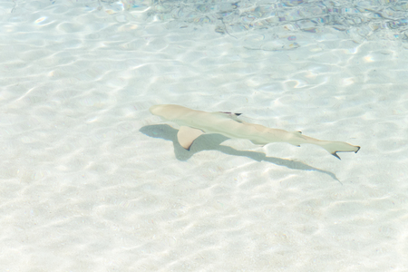 Escape the Dreamscape On Maldivesの写真素材