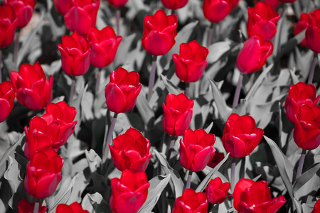 red tulipsの写真素材