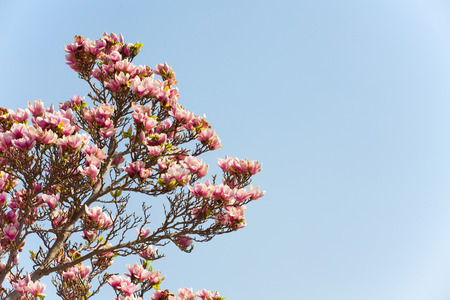 Magnolia blossomの写真素材
