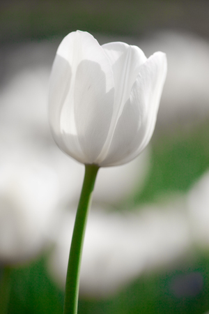 White tulipsの写真素材