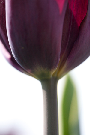Purple tulipの写真素材