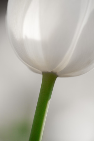 White tulipsの写真素材