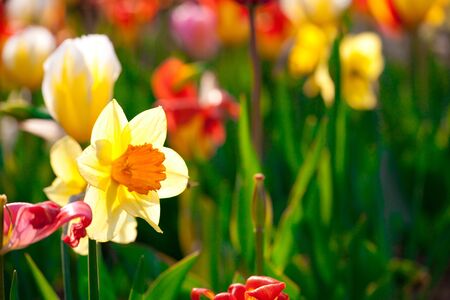 Tulips Gardenの写真素材