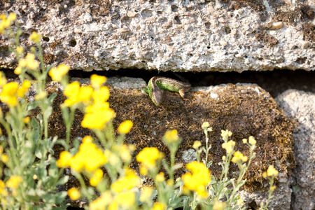 Little sand lizardの写真素材