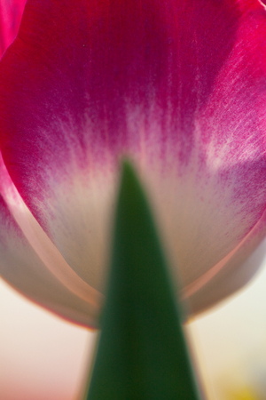 Purple tulipの写真素材