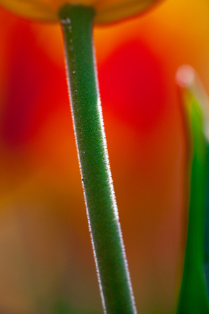 Tulipの写真素材