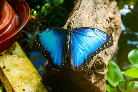 Beautiful butterfliesの写真素材