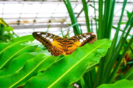 Beautiful butterflies