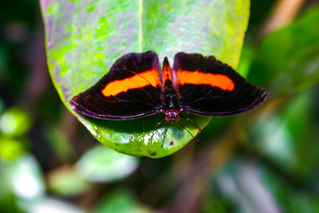 Beautiful butterfliesの写真素材