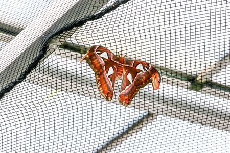 Beautiful butterfliesの写真素材