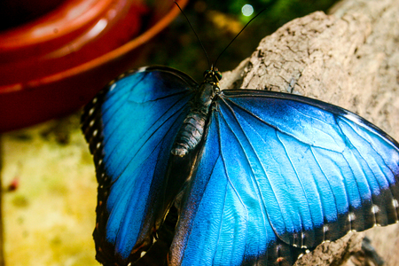 Beautiful butterfliesの写真素材