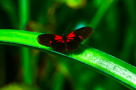 Beautiful butterflies