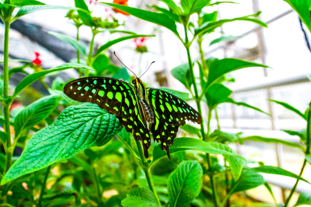 Beautiful butterfliesの写真素材