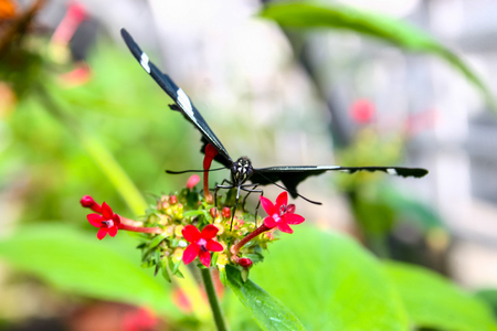 Beautiful butterfliesの写真素材