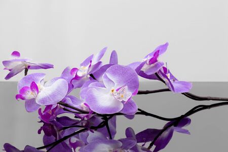 Flowersの写真素材