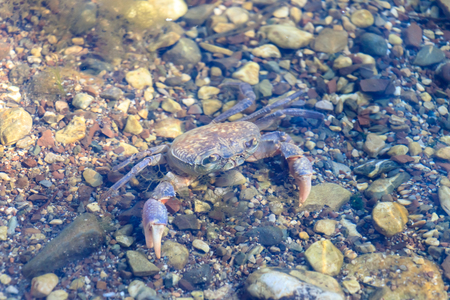 Crab in the waterの写真素材