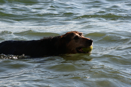 Dog playing in the sea