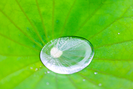 Lotusの写真素材