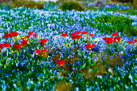 Flower Fieldの写真素材