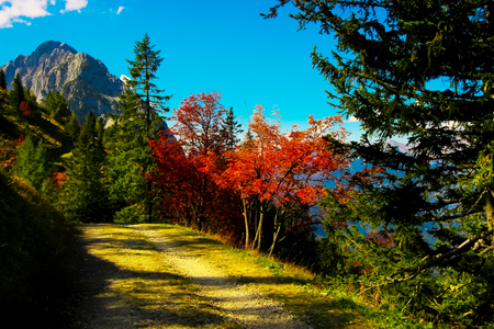 Autumn treesの写真素材