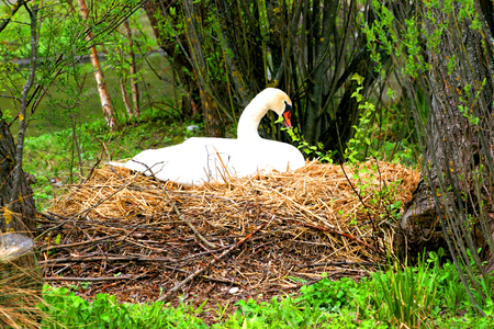 Duck at the lakeの写真素材