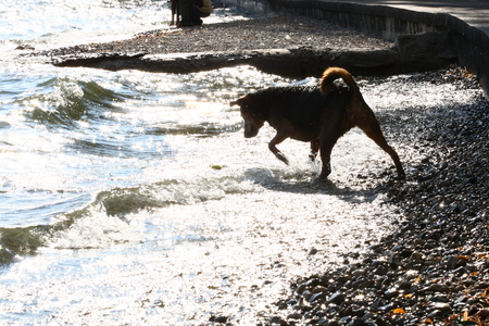 Dog playing in the seaの写真素材