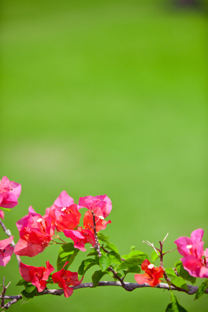 Backgroundの写真素材