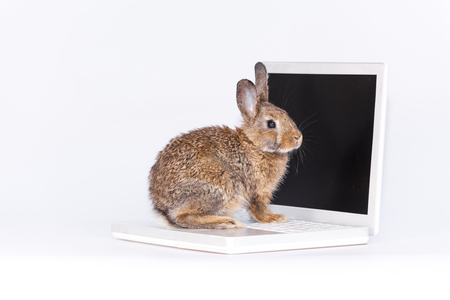 Bunnyの写真素材