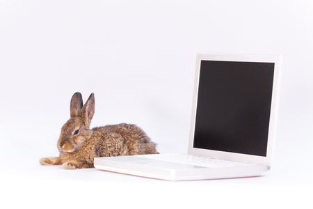 Bunnyの写真素材