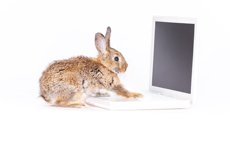 Bunnyの写真素材