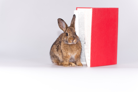 Bunnyの写真素材