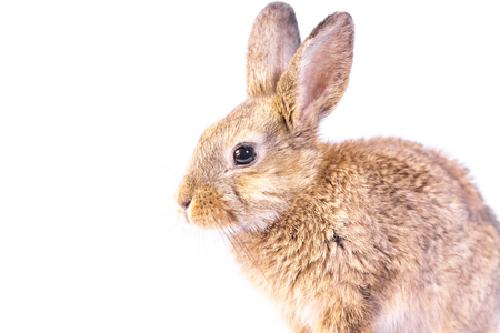 Bunnyの写真素材