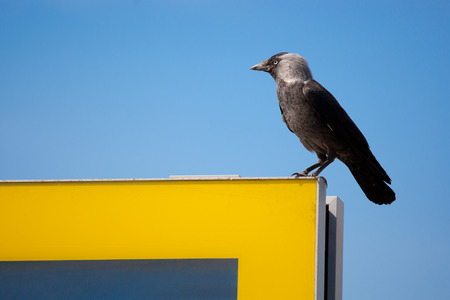 Bird on the edgeの写真素材