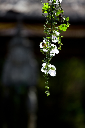 Island of the Thousand Templesの写真素材