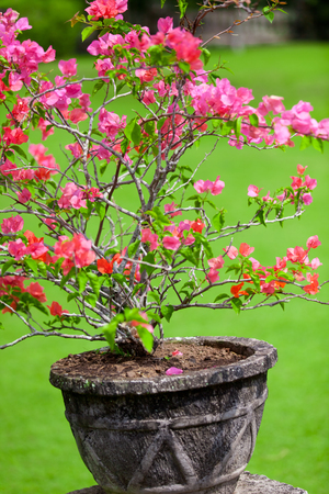 Park in Baliの写真素材