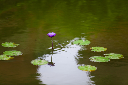 Sea rose in Baliの写真素材