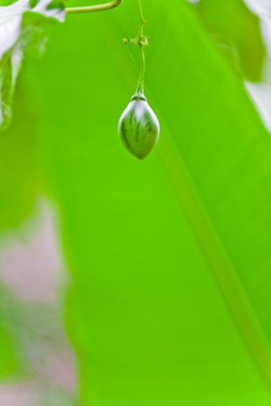 Green tree tomatoの写真素材
