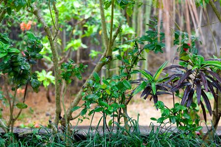 Green plants in the gardenの写真素材