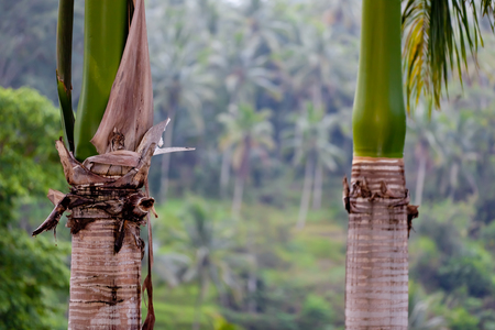 Attractions in Bali Ubudの写真素材