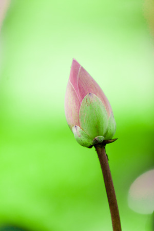 Beauty flower in Baliの写真素材