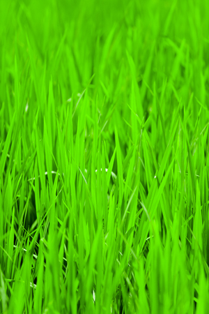 Flooded Paddy Fieldの写真素材