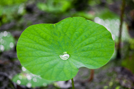 Water Drop on the Lotus Leafの写真素材