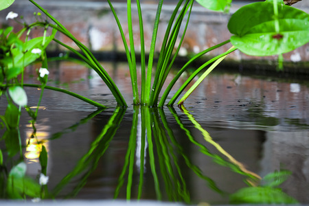 Flora species in Bali