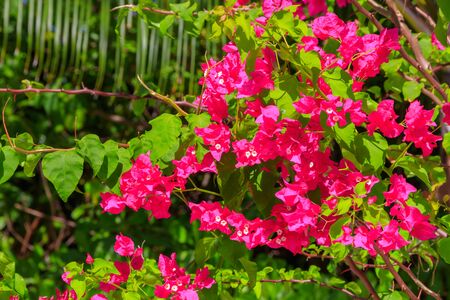 Dreamscape Escape On Maldivesの写真素材