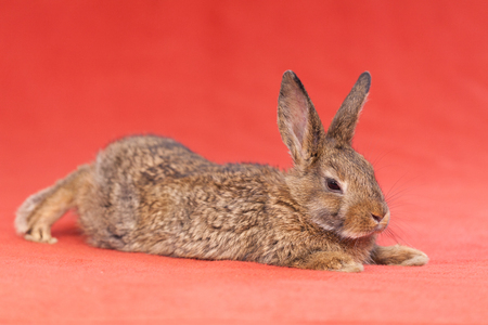 Easter little Bunnyの写真素材